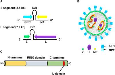 Analysis of the Cell Type-Dependence on the Arenavirus Z-Mediated Virus-Like Particle Production
